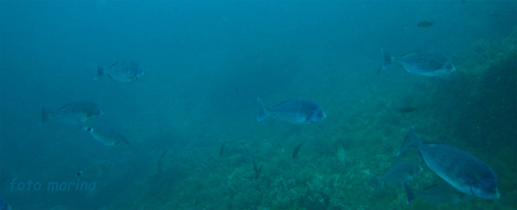 Spondyliosoma cantharus